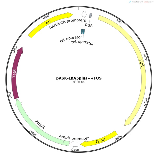 pASK-IBA5plus++FUS人源基因质粒
