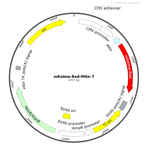 mKeima-Red-Mito-7线粒体定位质粒