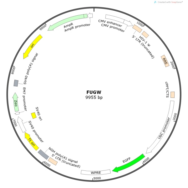 FUGW慢病毒表达质粒质粒