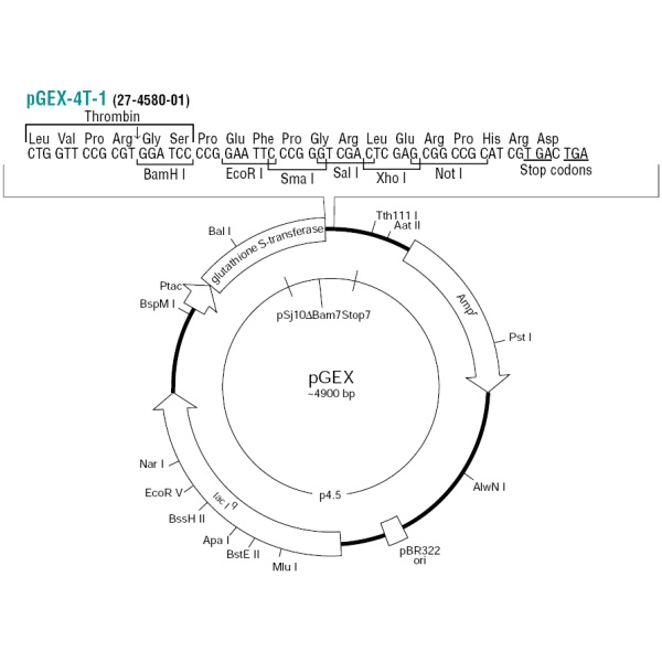 pGEX-4T-1大肠表达质粒