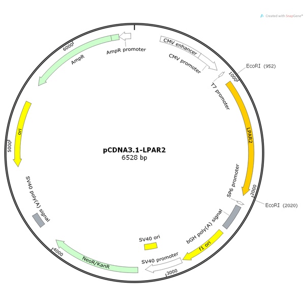 pCDNA3.1-LPAR2人源基因质粒