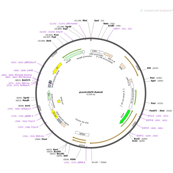 pEF1α-MCS-IRES-mCherry哺乳表达质粒