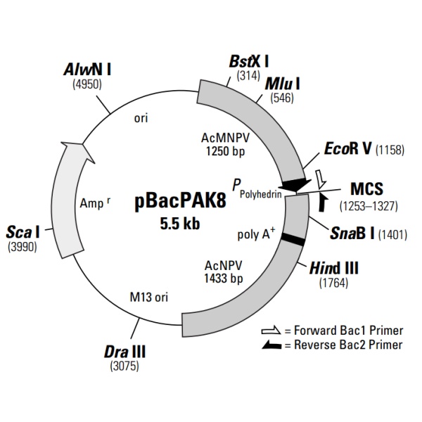 pBacpAK8昆虫胞内质粒