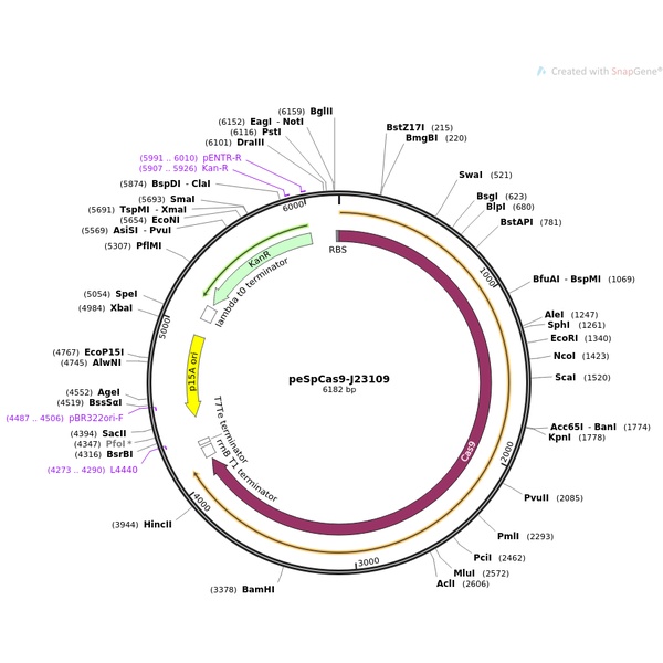 peSpCas9-Puro哺乳编辑质粒