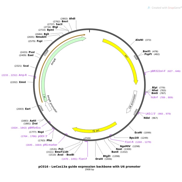 pC016-LwCas13a guide expression backbone with U6 promoter哺