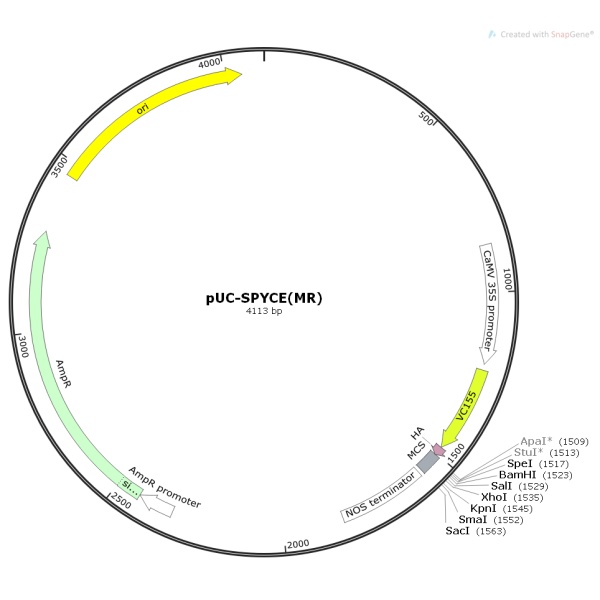 pUC-SPYCE(MR)植物双分子荧光质粒