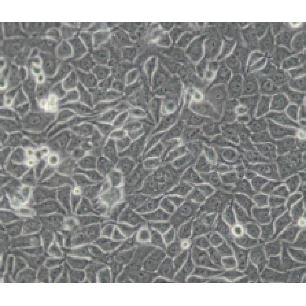 RMa-bm大鼠巨噬细胞