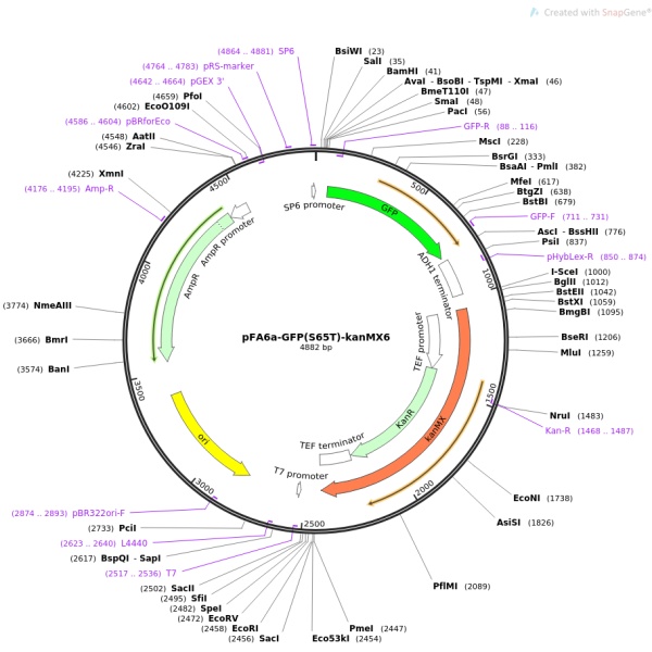 pFA6a-GFP(S65T)-kanMX6酵母定位质粒