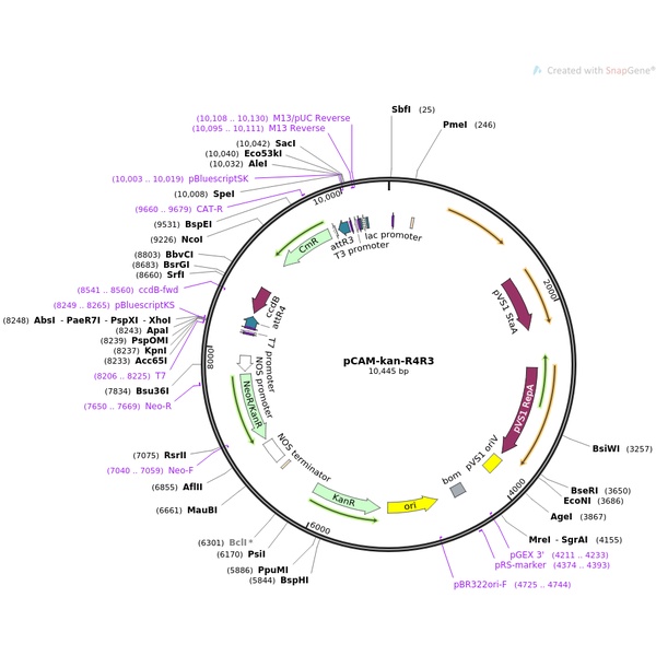 pCAMBIA1307-6×Myc-YNE植物双分子荧光质粒