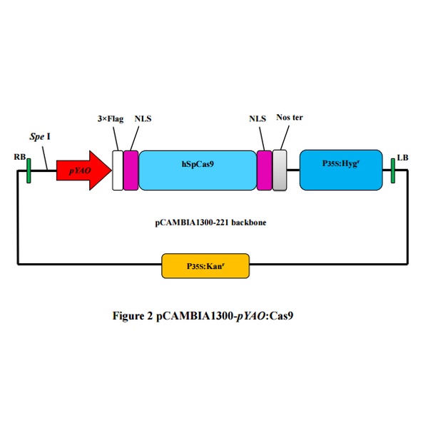 pCAMBIA1300-pYAO-cas9植物编辑质粒