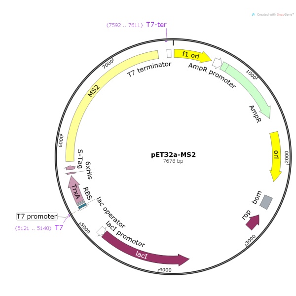 pET32a-MS2噬菌体基因质粒