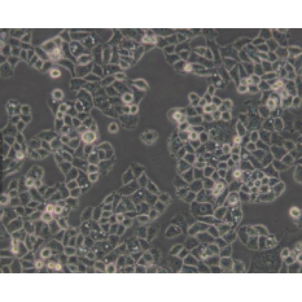 4T1.2小鼠高转移性乳腺癌细胞