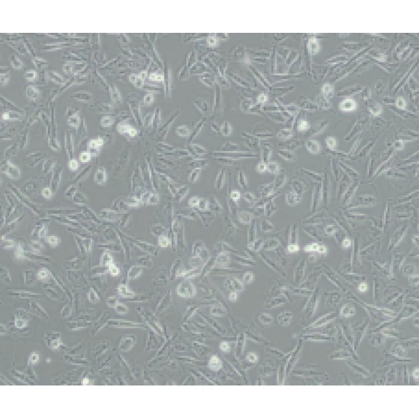 FRTL-5大鼠甲状腺细胞