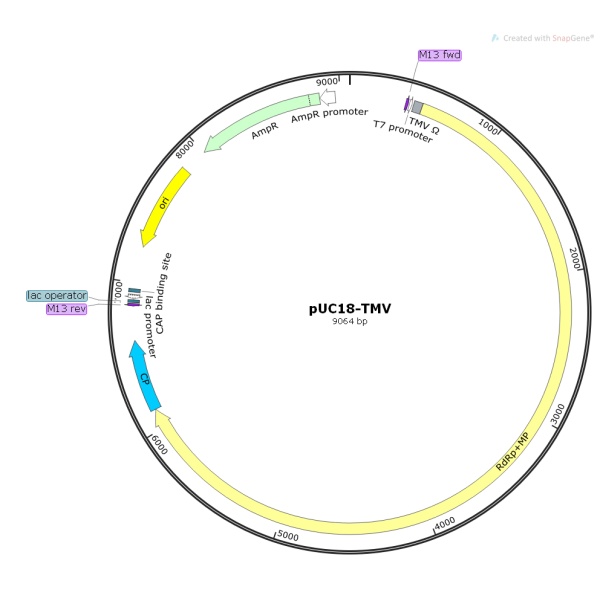 pUC18-TMV病毒基因质粒