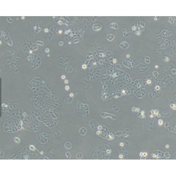 Hce-8693人盲肠腺癌细胞