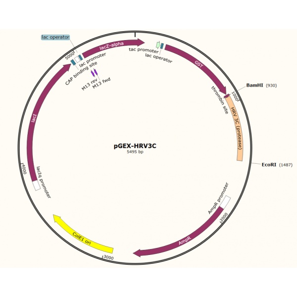 pGEX-HRV3C①切割酶基因质粒