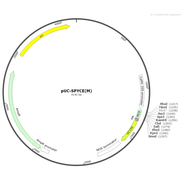 pUC-SPYCE(M)植物双分子荧光质粒