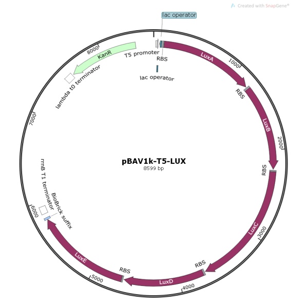 pBAV1k-T5-LUX基因质粒