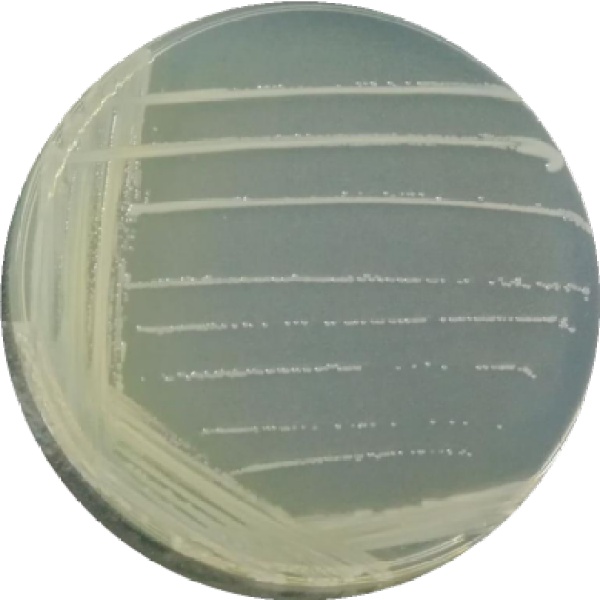 Maritimibacteralkaliphilus菌种