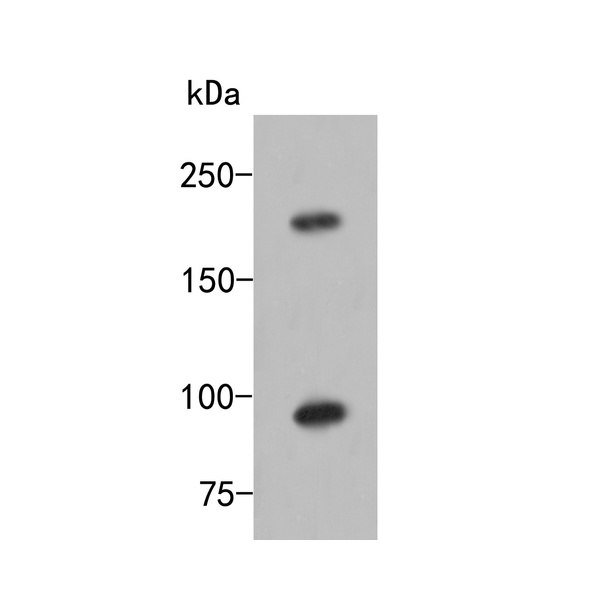 Anti-Terminal uridylyltransferase 4 antibody