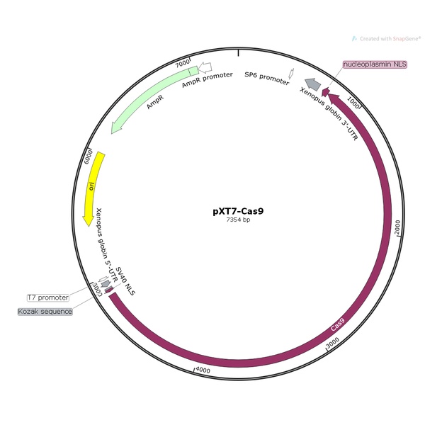 pXT7-Cas9爪蟾编辑质粒