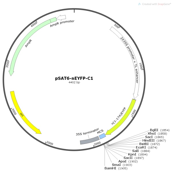 pSAT6-nEYFP-C1植物双分子荧光质粒
