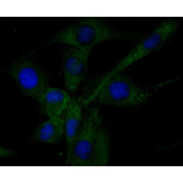 Anti-Ribonuclease 3 antibody