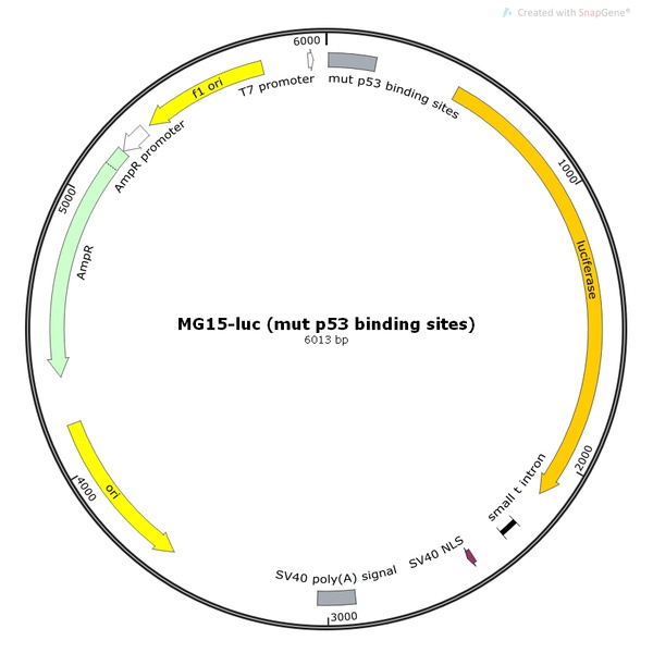 MG15-luc (mut p53 binding sites) 哺乳报告质粒