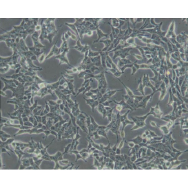 CEM/C1人急性淋巴细胞白血病细胞
