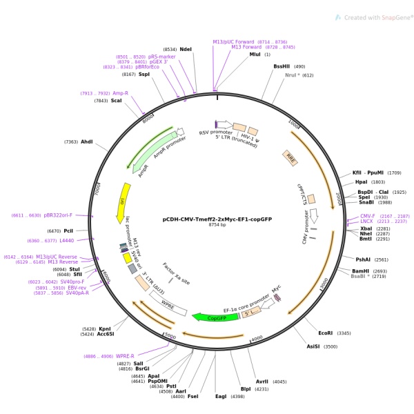 pCDH-CMV-exosome booster-EF1-copGFP-Puro外泌体产量提升质粒