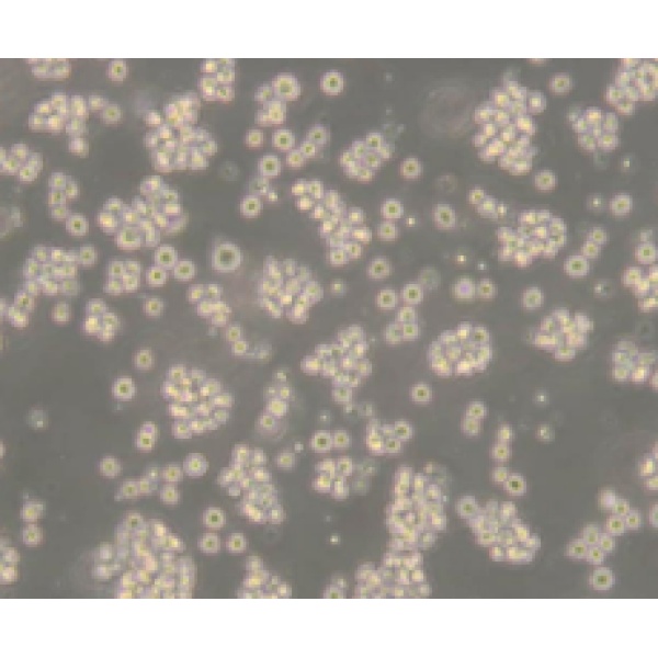 Calu-6人退行性癌细胞