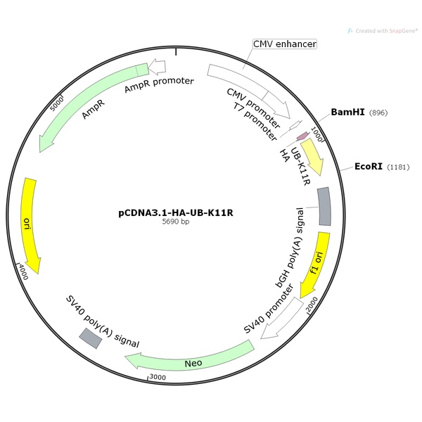 pCDNA3.1-HA-Ub-K11R人源基因质粒