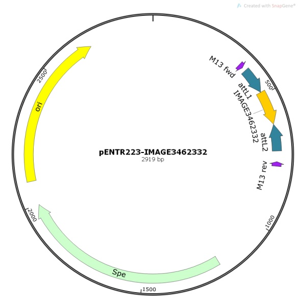 pENTR223-IMAGE3462332人源基因模板质粒