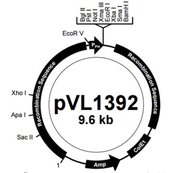 pVL1392昆虫胞内质粒