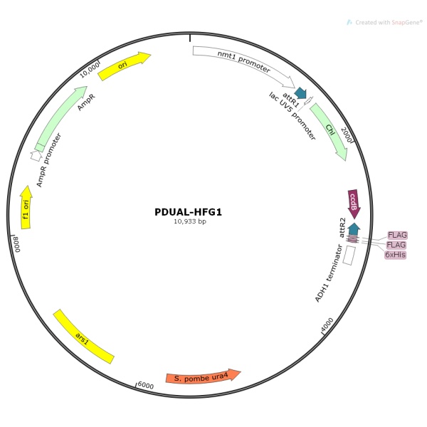 pDUAL-HFG1酿酒酵母质粒