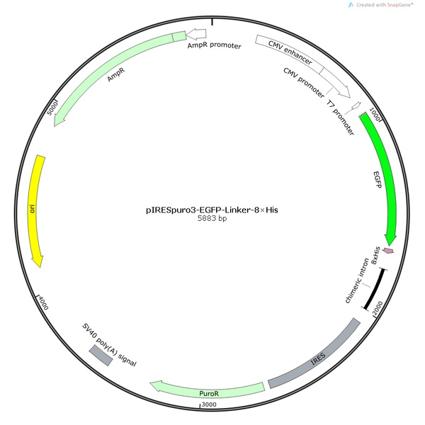 pIRESPuro3-EGFP-Linker-8×His哺乳表达质粒