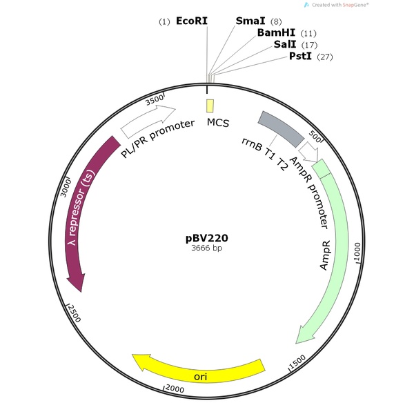 pBV220大肠表达质粒