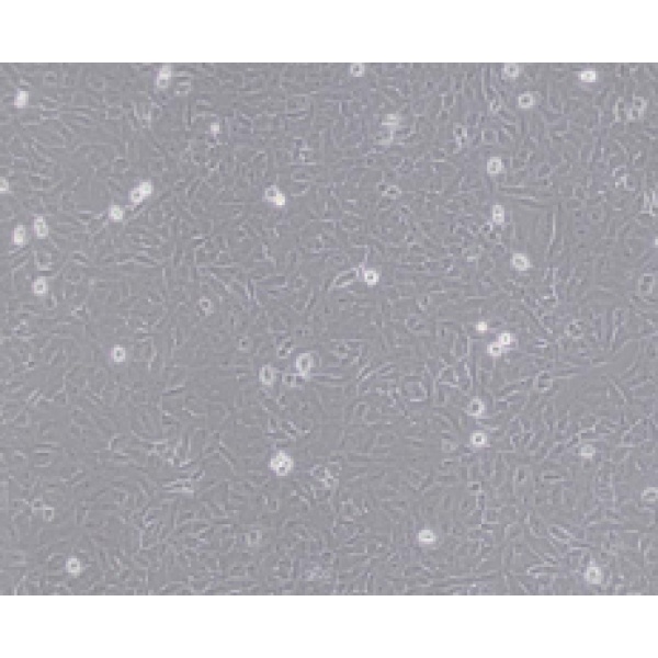 VSC4.1大鼠脊髓前角运动神经元瘤细胞