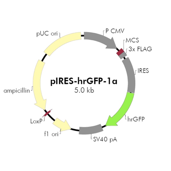 pIRES-hrGFP-1a哺乳荧光质粒