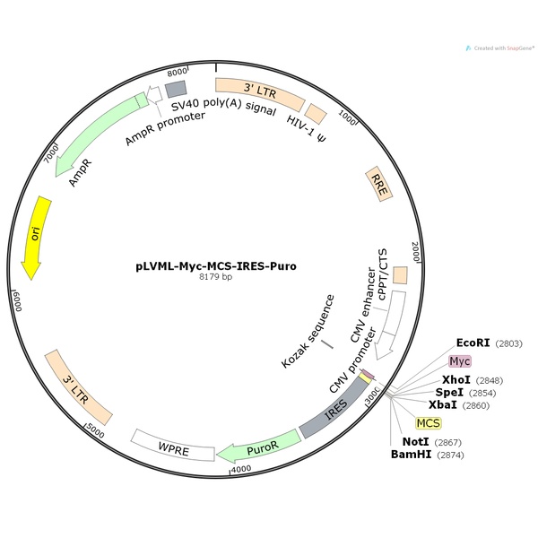 pLVML-Myc-MCS-IRES-Puro慢病毒表达质粒