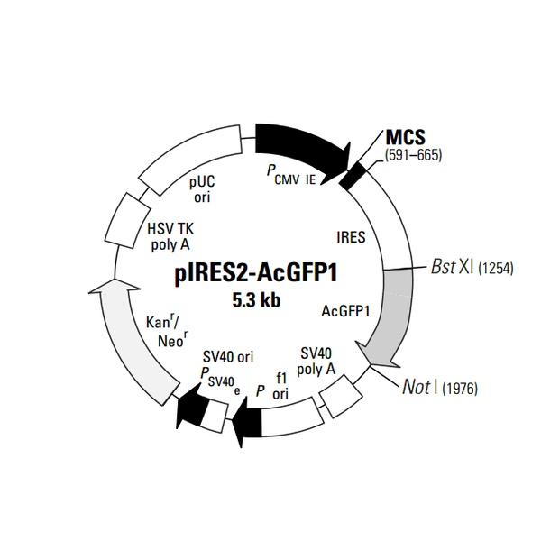 pIRES2-AcGFP1哺乳荧光质粒