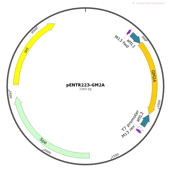 pENTR223-GM2A人源基因模板质粒