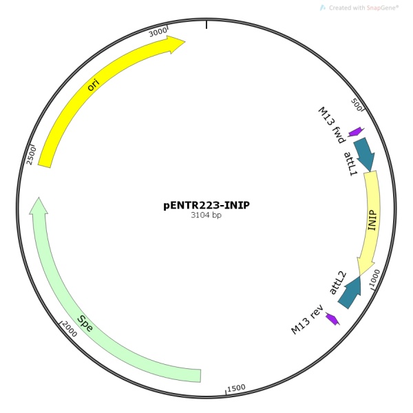 pENTR223-INIP人源基因模板质粒
