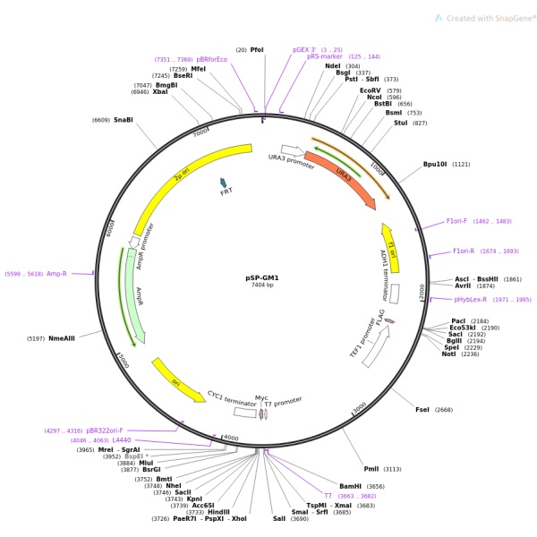 pSPYNE-35S植物双分子荧光质粒