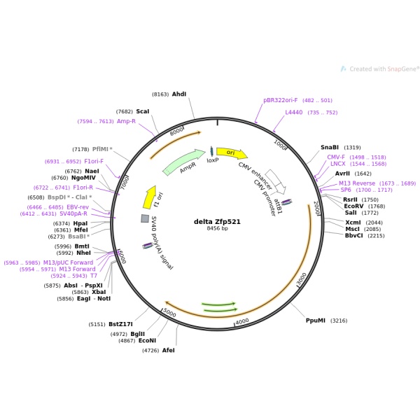 pOTB7-RET(3同义突变2点突变)人源基因模板质粒