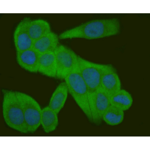 Anti-Occludin antibody