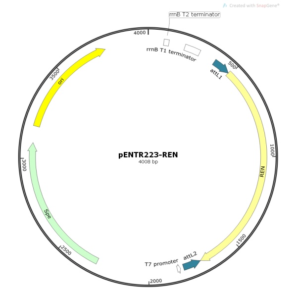 pENTR223-REN人源基因模板质粒