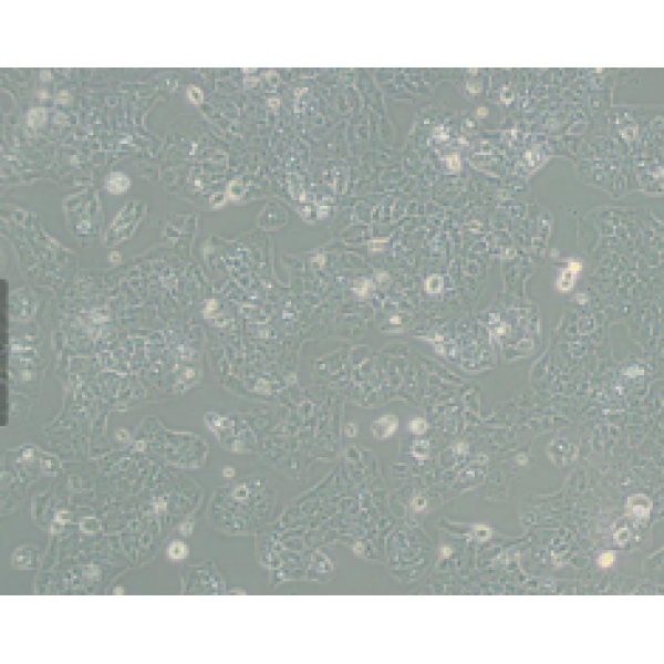 HL-1小鼠心房肌细胞