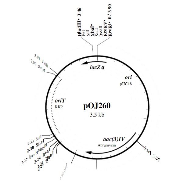 pOJ260链霉菌质粒