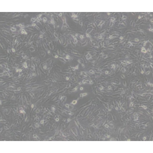 OLN-93大鼠胶质细胞